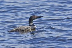 Common Loon, Gavia immer