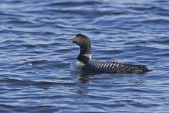Common Loon, Gavia immer