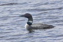 Common Loon, Gavia immer
