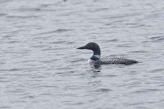Common Loon, Gavia immer