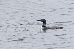 Common Loon, Gavia immer