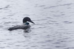 Common Loon, Gavia immer