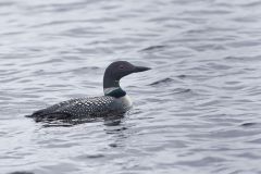 Common Loon, Gavia immer