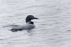 Common Loon, Gavia immer