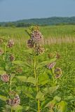 Common Milkweed, Asclepias syriaca