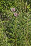 Common Milkweed, Asclepias syriaca