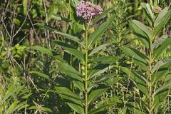Common Milkweed