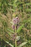 Common Milkweed, Asclepias syriaca