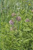Common Milkweed, Asclepias syriaca