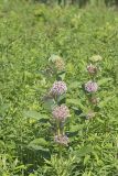 Common Milkweed, Asclepias syriaca