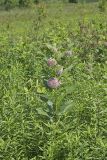 Common Milkweed, Asclepias syriaca