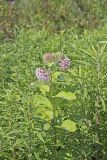 Common Milkweed, Asclepias syriaca