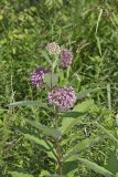 Common Milkweed, Asclepias syriaca