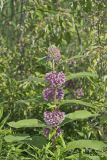 Common Milkweed, Asclepias syriaca