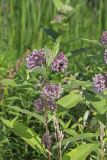 Common Milkweed, Asclepias syriaca