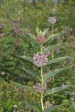 Common Milkweed, Asclepias syriaca