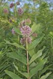 Common Milkweed, Asclepias syriaca
