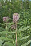 Common Milkweed, Asclepias syriaca