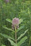 Common Milkweed, Asclepias syriaca