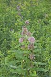 Common Milkweed, Asclepias syriaca