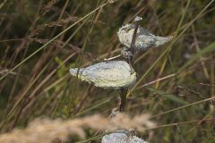 Common Milkweed, Asclepias syriaca