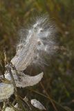 Common Milkweed, Asclepias syriaca