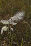 Common Milkweed, Asclepias syriaca