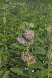 Common Milkweed, Asclepias syriaca
