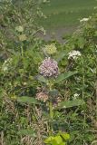 Common Milkweed, Asclepias syriaca