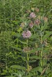Common Milkweed, Asclepias syriaca