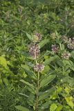 Common Milkweed, Asclepias syriaca