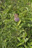 Common Milkweed, Asclepias syriaca
