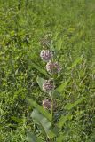 Common Milkweed, Asclepias syriaca