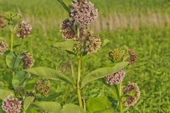 Common Milkweed, Asclepias syriaca