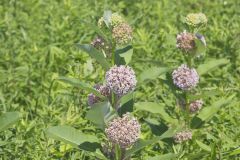Common Milkweed, Asclepias syriaca
