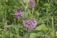 Common Milkweed, Asclepias syriaca