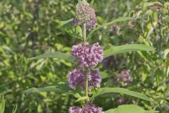 Common Milkweed, Asclepias syriaca
