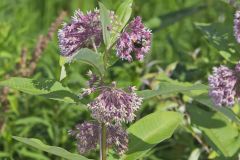 Common Milkweed, Asclepias syriaca