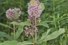 Common Milkweed, Asclepias syriaca