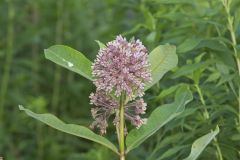 Common Milkweed, Asclepias syriaca