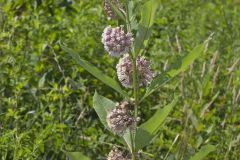 Common Milkweed, Asclepias syriaca