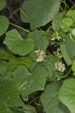 Common Moonseed, Menispermum canadense