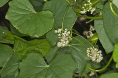 Common Moonseed