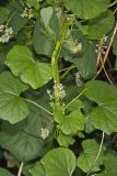 Common Moonseed, Menispermum canadense