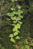 Common Moonseed, Menispermum canadense
