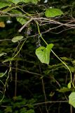 Common Moonseed, Menispermum canadense