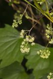Common Moonseed, Menispermum canadense