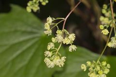 Menispermaceae, Moonseed Family