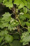 Common Moonseed, Menispermum canadense