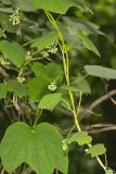 Common Moonseed, Menispermum canadense